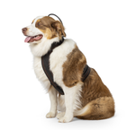 Calmer Canine Bundle Medium