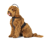 Calmer Canine Bundle Small