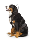 Calmer Canine Bundle Extra Large